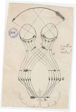 Image of drawing by Santiago Ramón y Cajal